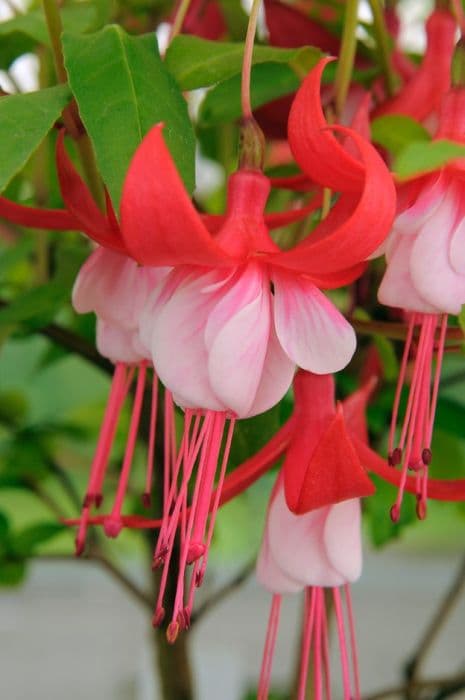 fuchsia 'Remembrance'