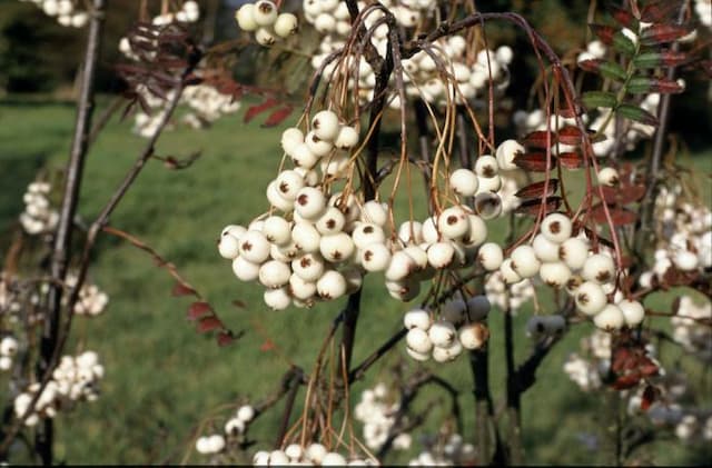 Koehne mountain ash