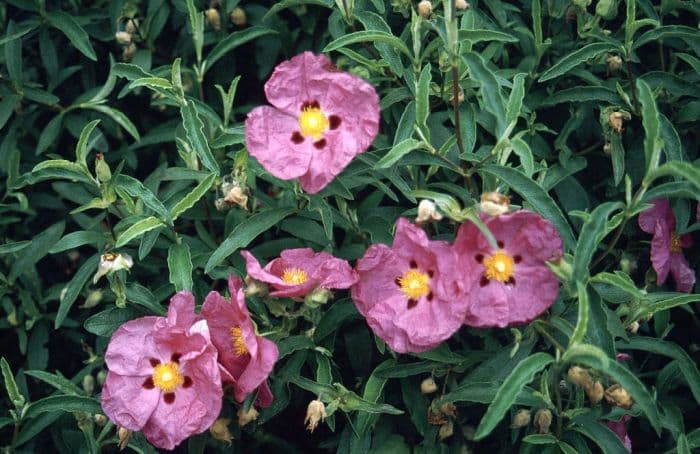 purple-flowered rock rose