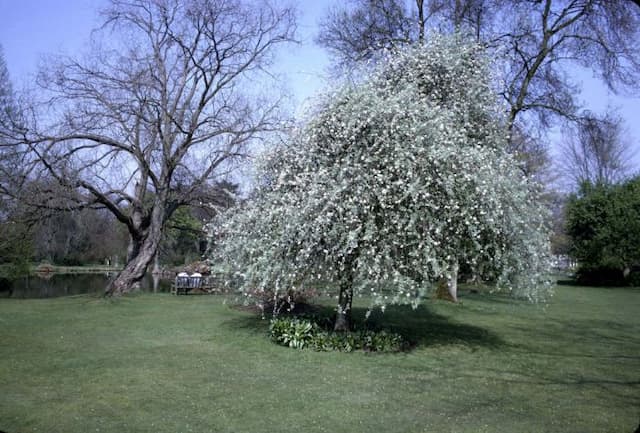 Pendulous willow-leaved pear