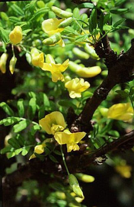 Siberian pea-tree 'Pendula'