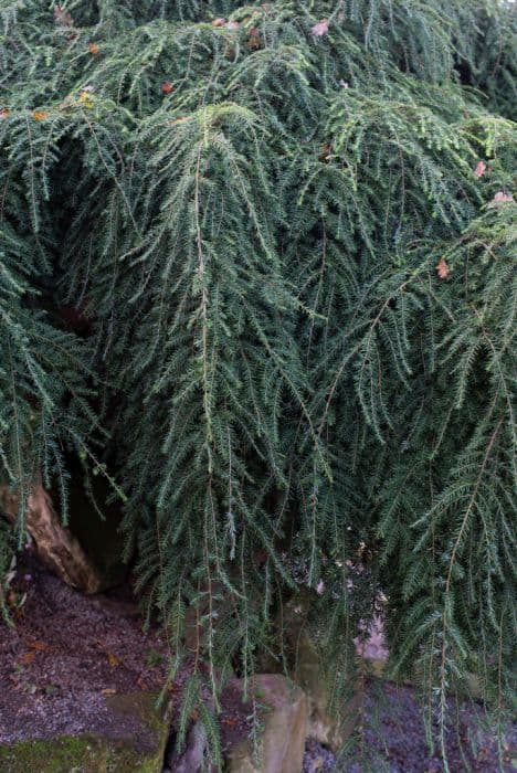 weeping eastern hemlock