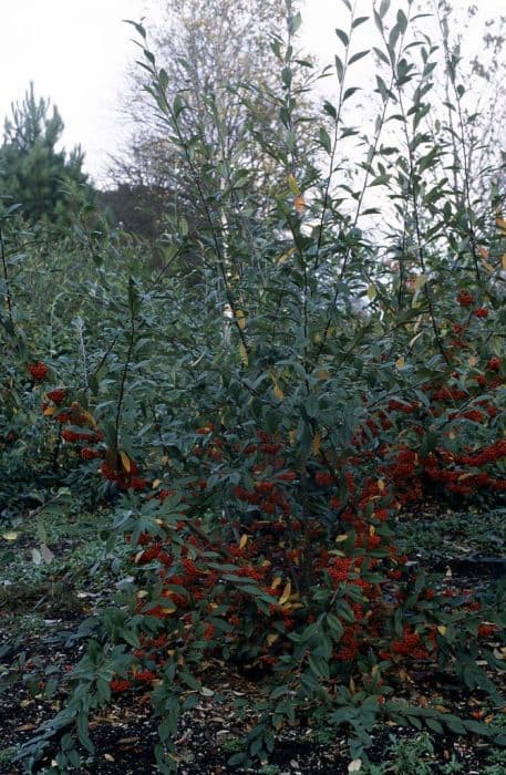 Watere's cotoneaster 'John Waterer'