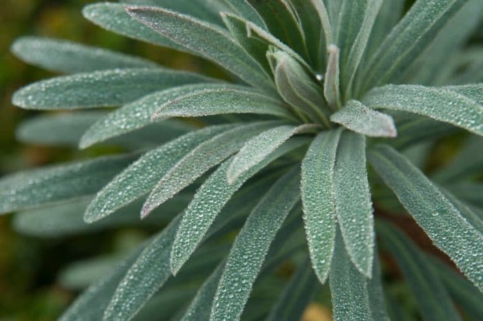 Mediterranean spurge