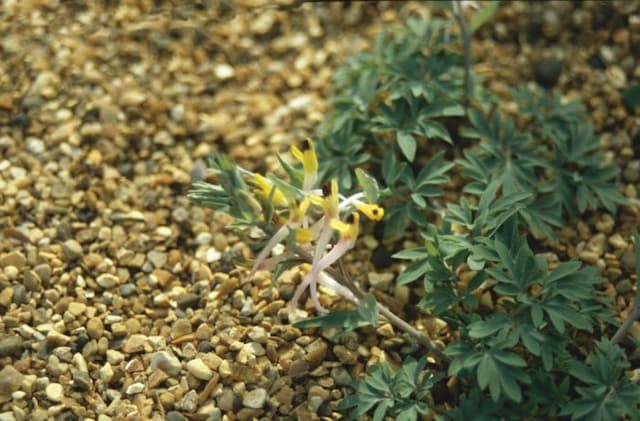 Long-flowered corydalis