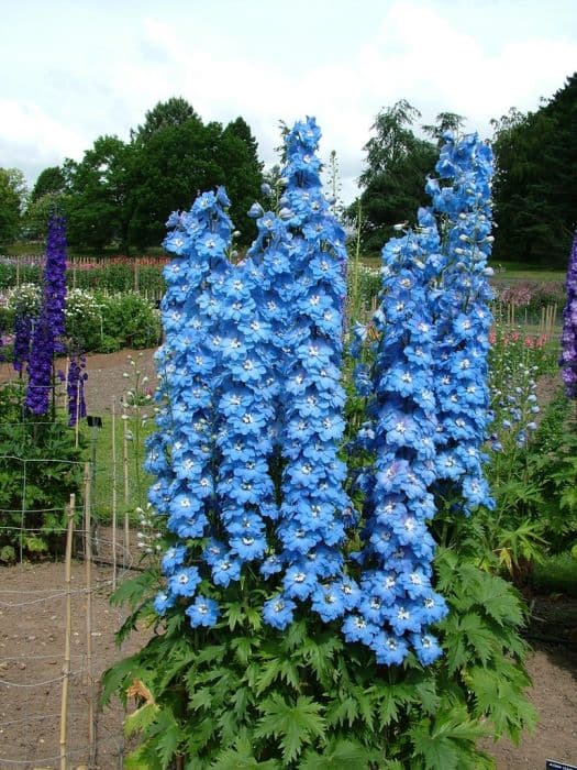 larkspur 'Langdon's Blue Lagoon'