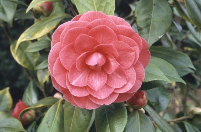 Camellia 'C.M. Hovey'