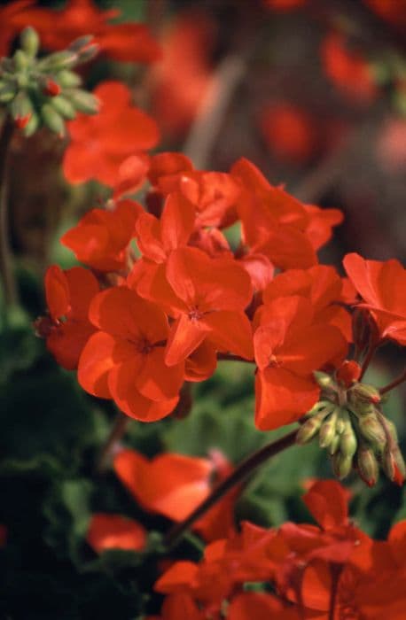 pelargonium [Bellinzona]