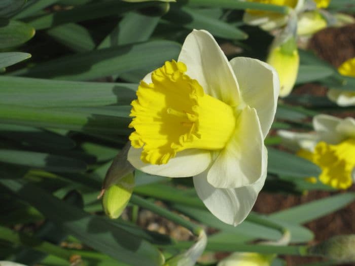 daffodil 'Bell Rock'