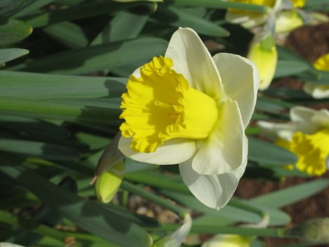 Daffodil 'Bell Rock'