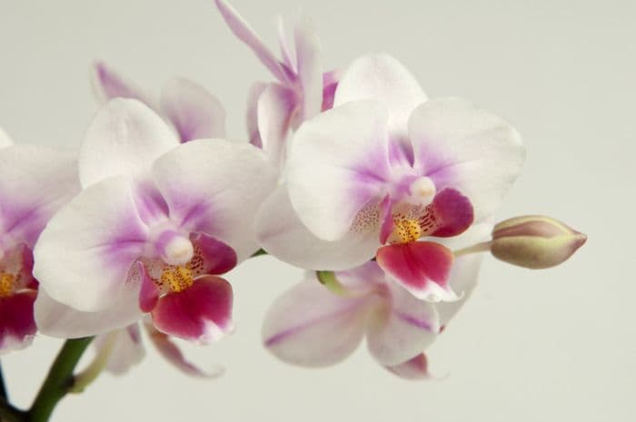 moth orchid Brother Pico Sweetheart gx