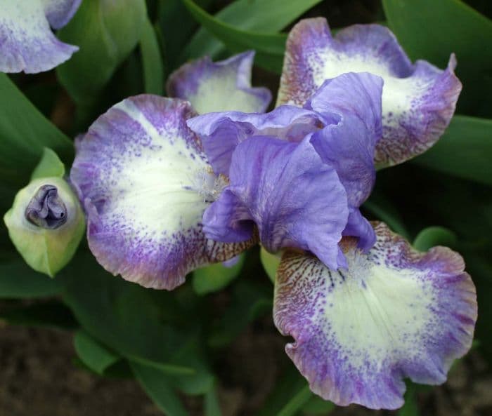 iris 'Luli-Ann'