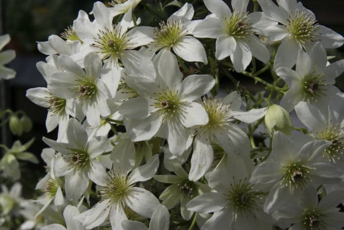 clematis 'White Abundance'