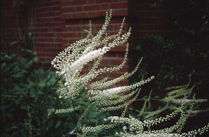 cohosh bugbane