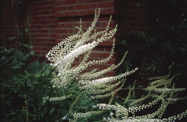 Cohosh bugbane