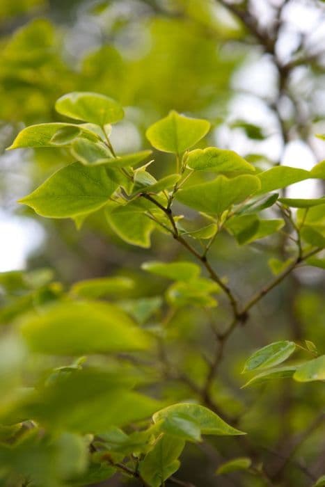 Chinese redbud 'Don Egolf'