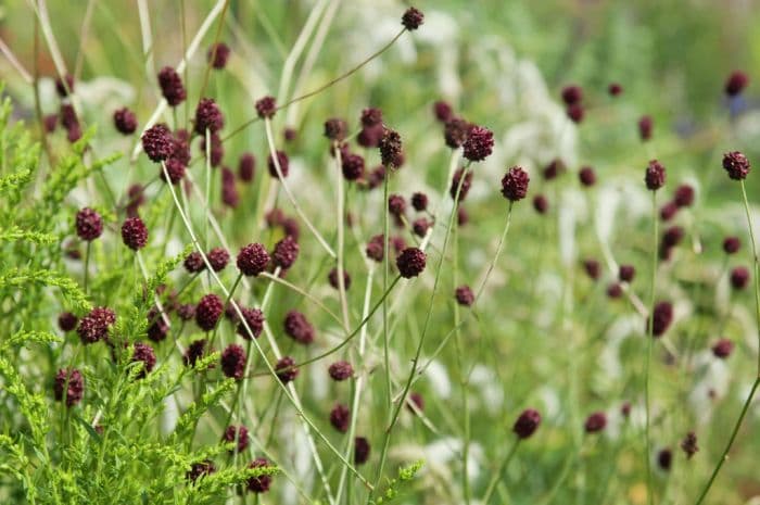 great burnet 'Martin's Mulberry'