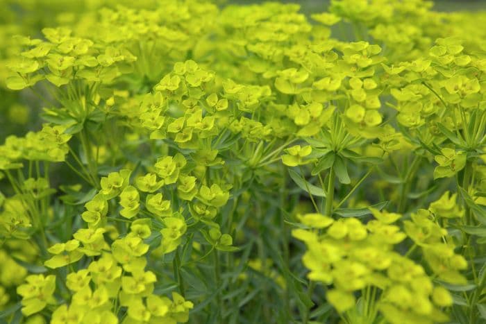 spurge 'Abbey Dore'