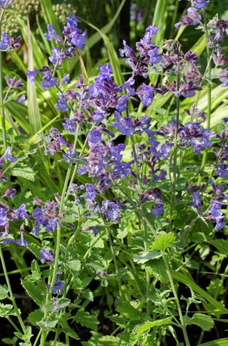 garden catmint 'Kit Cat'