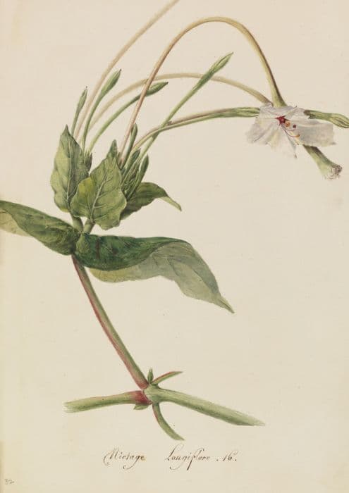 Long-flowered tobacco plant