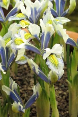 iris 'Sea Breeze'