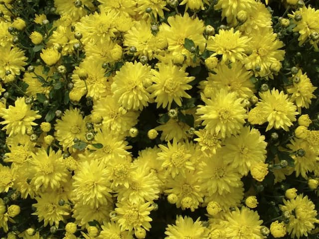 Chrysanthemum 'Mermaid Yellow'