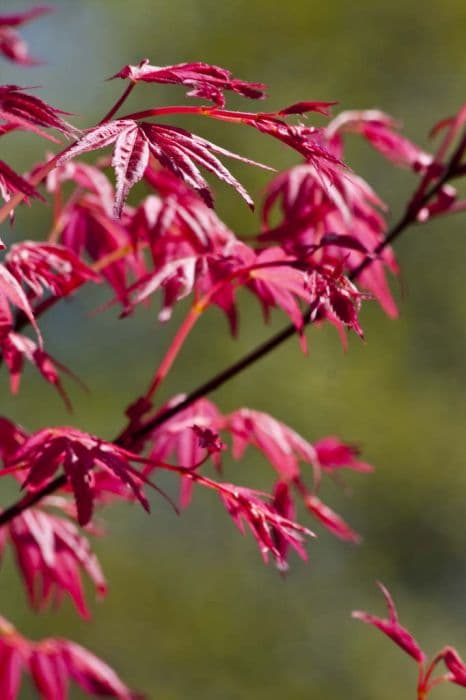 Japanese maple 'Shin-deshojo'