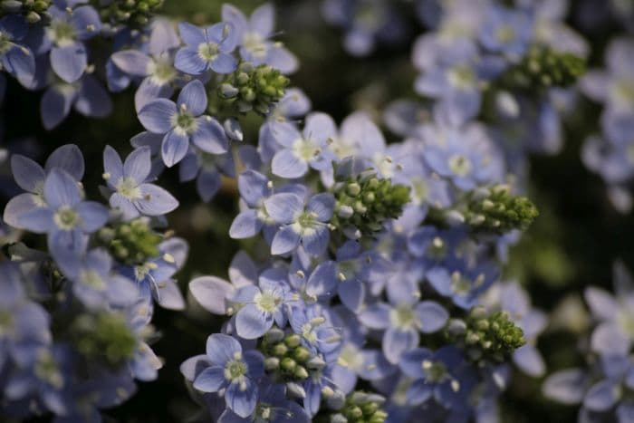 thyme leaf speedwell