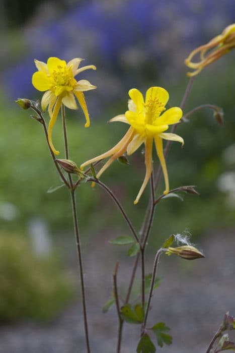 golden columbine