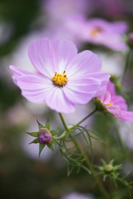 cosmea 'Cosimo Collarette'