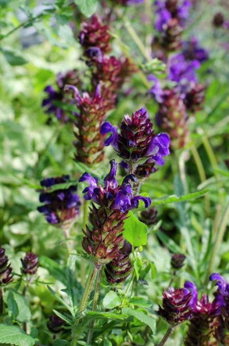 selfheal 'Blue Pearl'