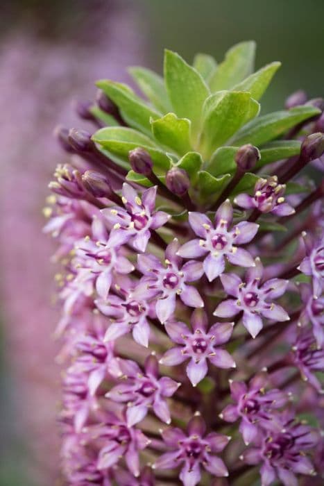 pineapple lily 'Pink Gin'