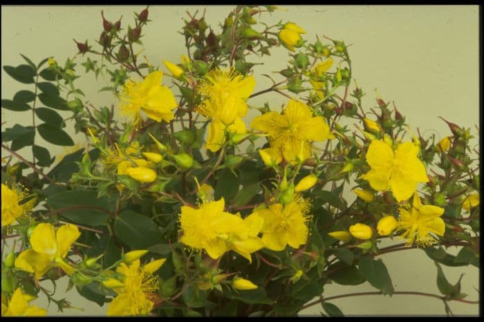 large-flowered St John's wort