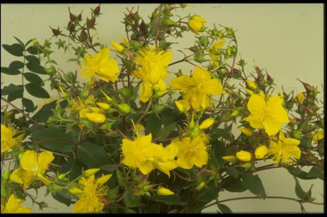 Large-flowered St John's wort