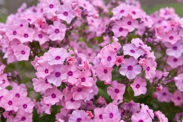 perennial phlox 'Flamingo'