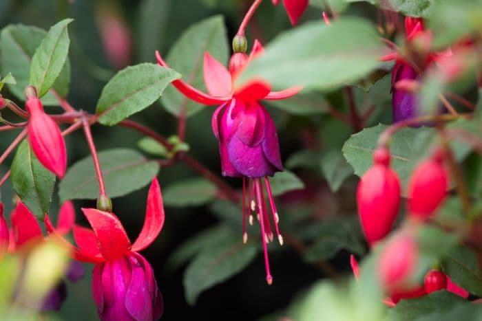 fuchsia 'Eden Rock'