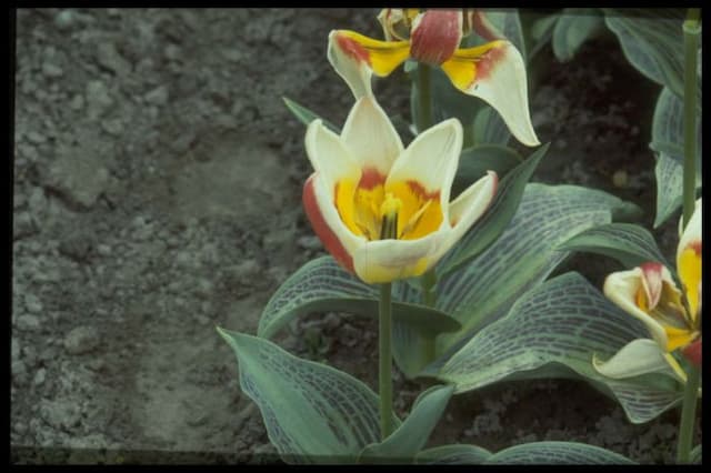 Tulip 'Trinket'