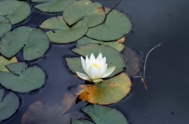 White waterlily