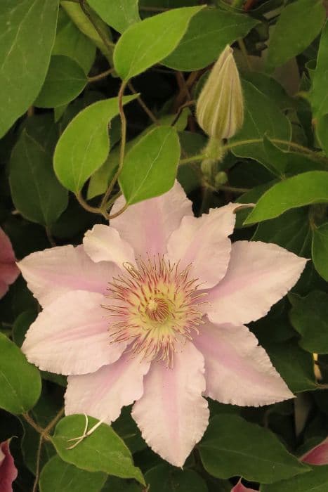 clematis [Filigree]