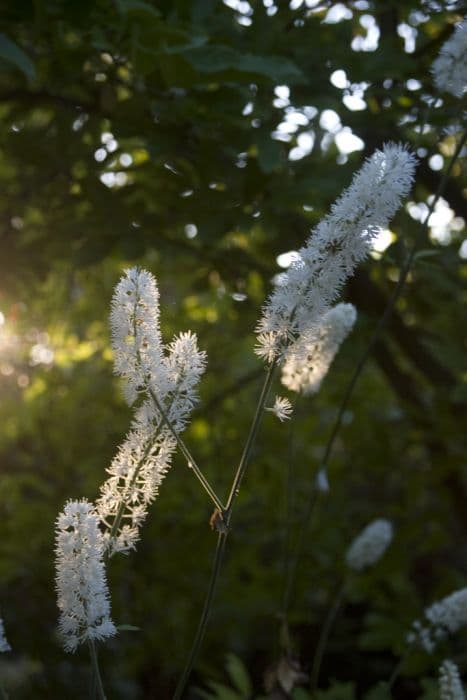 baneberry 'White Pearl'