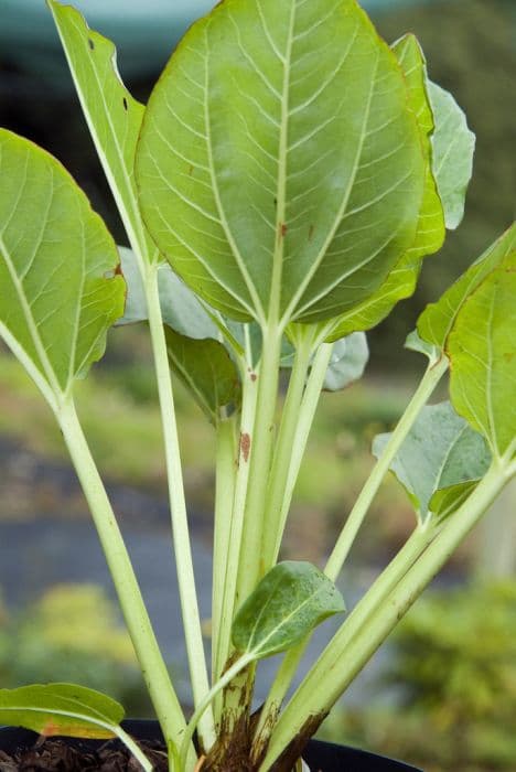 Alexander's rhubarb