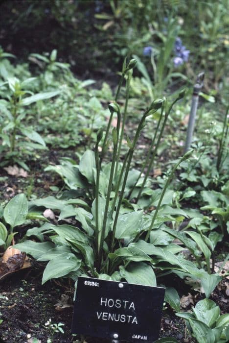 handsome plantain lily