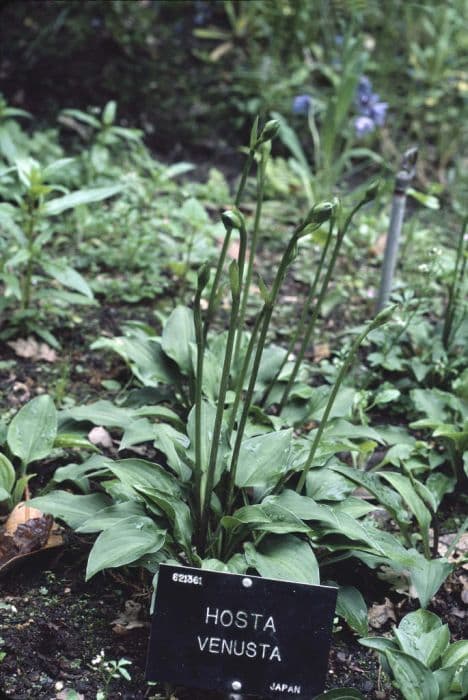 Handsome plantain lily