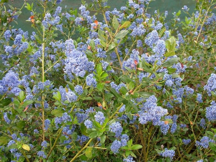 Californian lilac 'Mystery Blue'