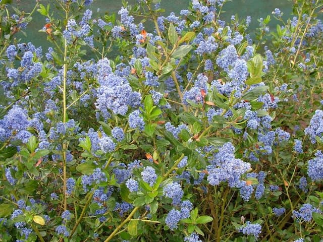 Californian lilac 'Mystery Blue'
