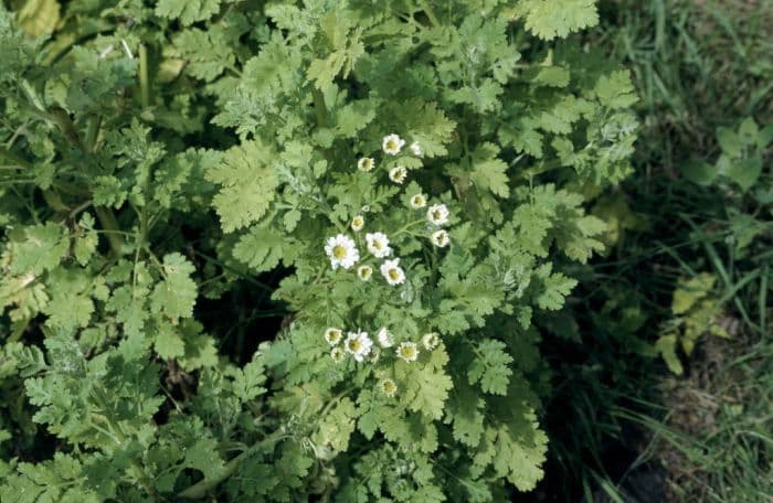 feverfew