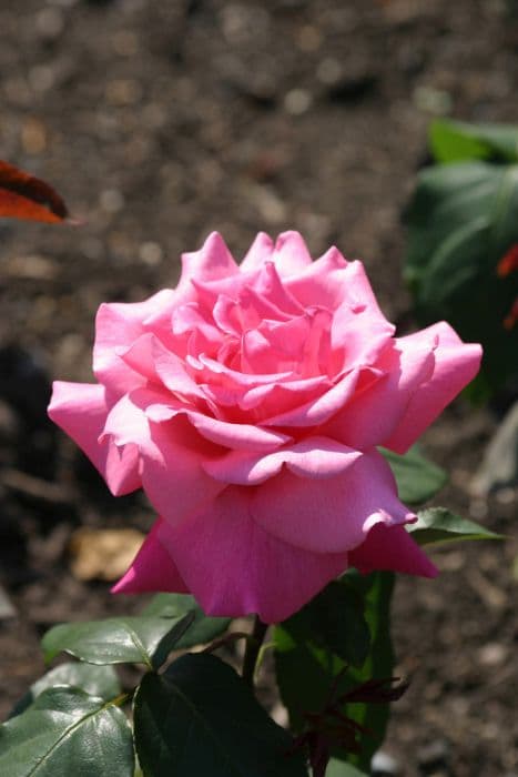 rose 'Prima Ballerina'