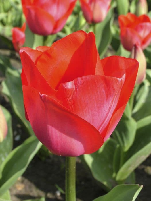 Tulip 'Spryng'