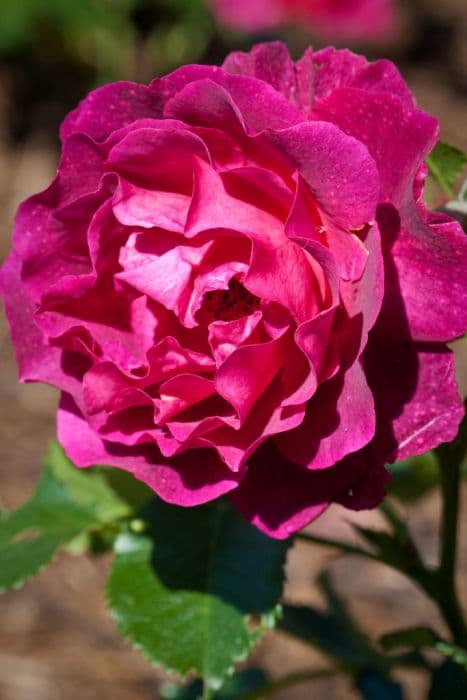 rose [Adam's Rose]