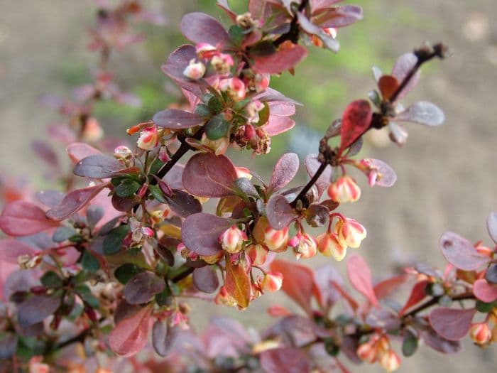 Japanese barberry 'Rosy Rocket'